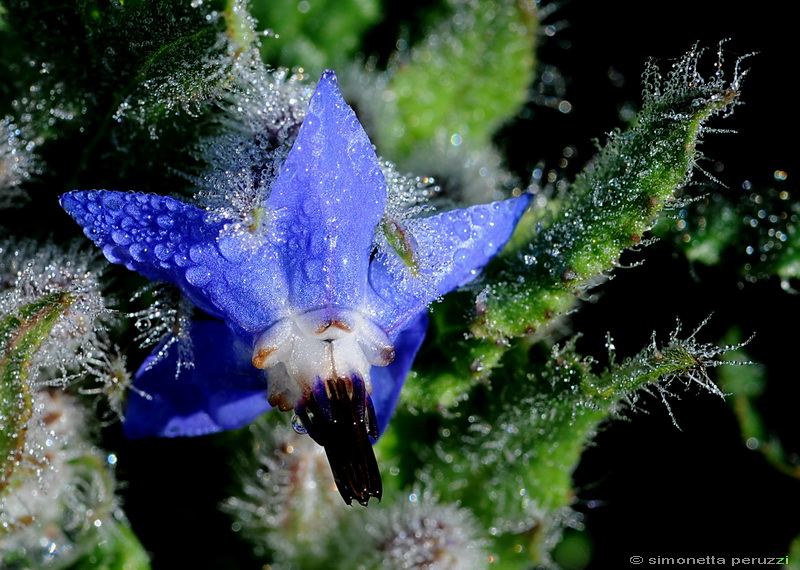 Borago officinalis / Borragine comune